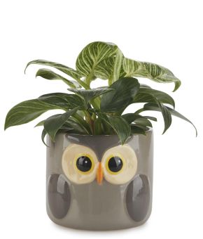 Flower Pot Owl